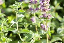 Nepeta x faassenii 'Senior'