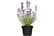 Nepeta x faassenii 'Senior'