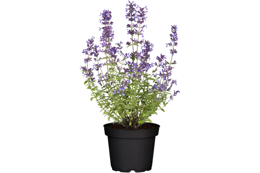 Nepeta x faassenii 'Senior'