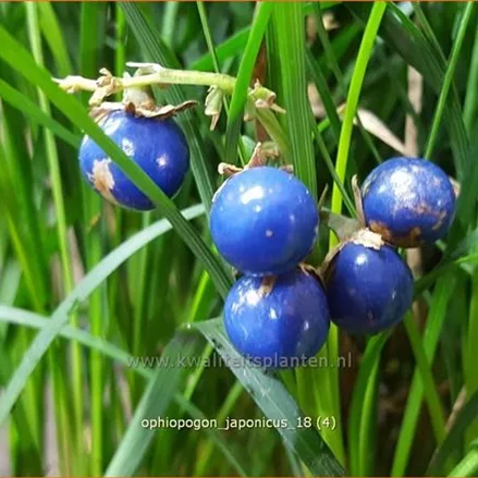 Ophiopogon japonicus