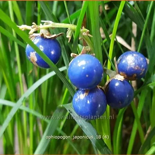 Ophiopogon japonicus