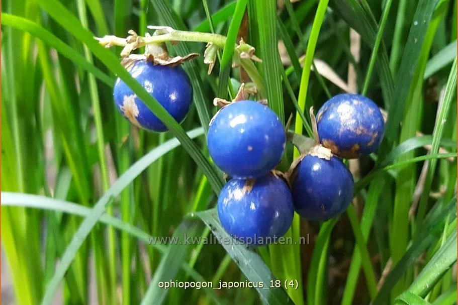Ophiopogon japonicus