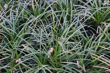 Ophiopogon japonicus