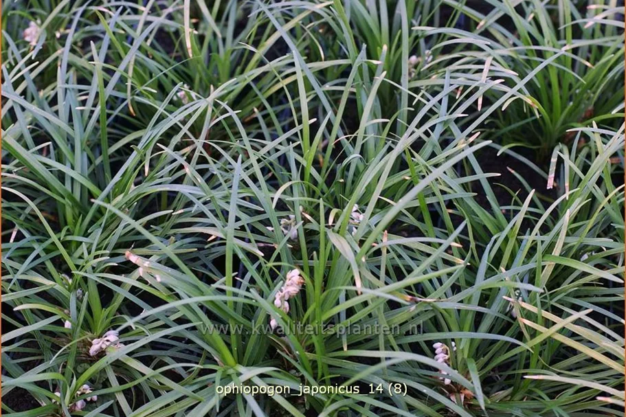 Ophiopogon japonicus