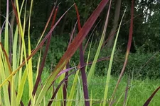 Panicum virgatum 'Kulsenmoor'