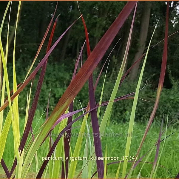 Panicum virgatum 'Kulsenmoor'