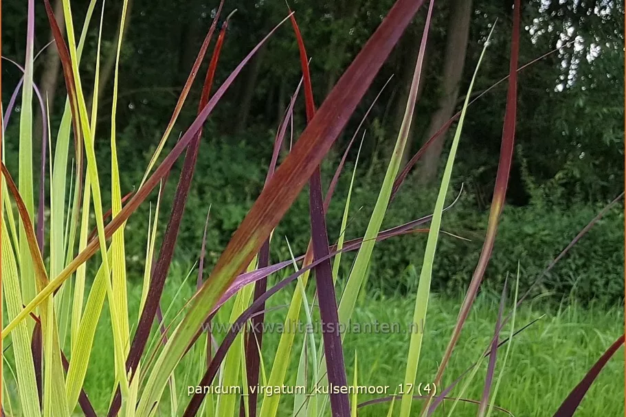 Panicum virgatum 'Kulsenmoor'