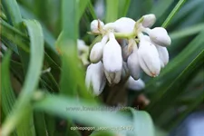 Ophiopogon japonicus