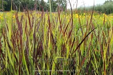 Panicum virgatum 'Kulsenmoor'