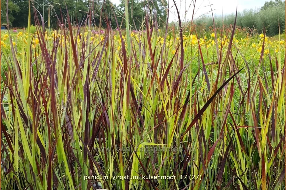 Panicum virgatum 'Kulsenmoor'