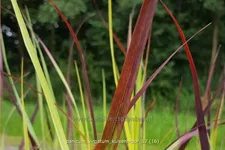Panicum virgatum 'Kulsenmoor'