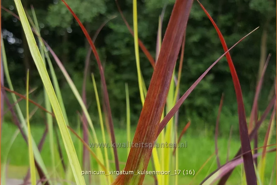 Panicum virgatum 'Kulsenmoor'
