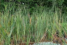 Panicum virgatum 'Nican'