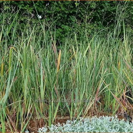 Panicum virgatum 'Nican'