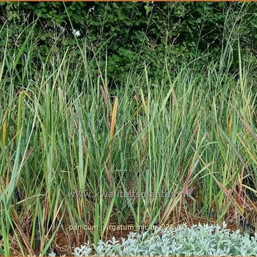 Panicum virgatum 'Nican'