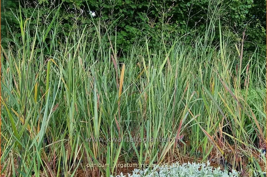 Panicum virgatum 'Nican'