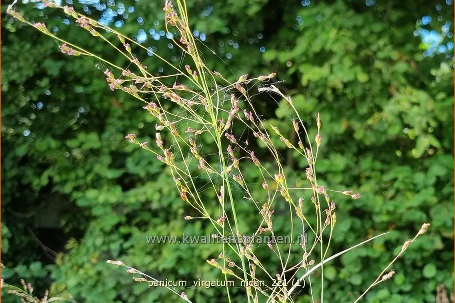 Panicum virgatum 'Nican'