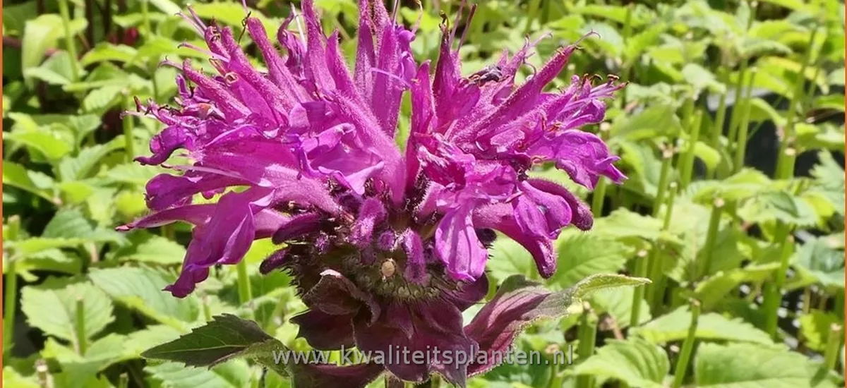 Monarda fistulosa 'Bee-Pure'