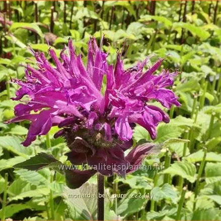 Monarda fistulosa 'Bee-Pure'