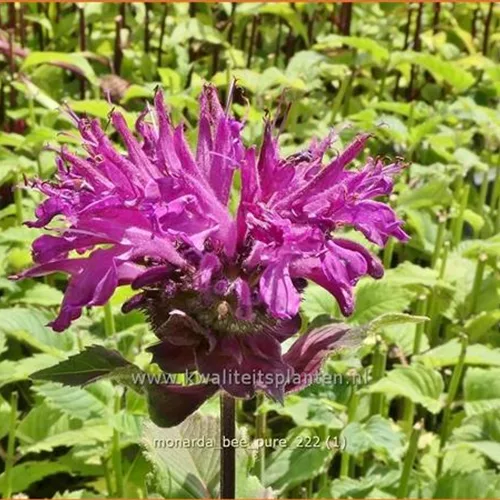 Monarda fistulosa 'Bee-Pure'