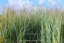 Panicum virgatum 'Northwind'