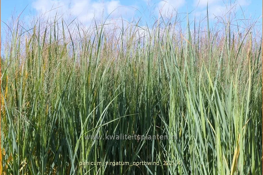 Panicum virgatum 'Northwind'