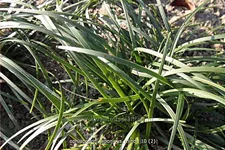 Ophiopogon japonicus 'Minor'