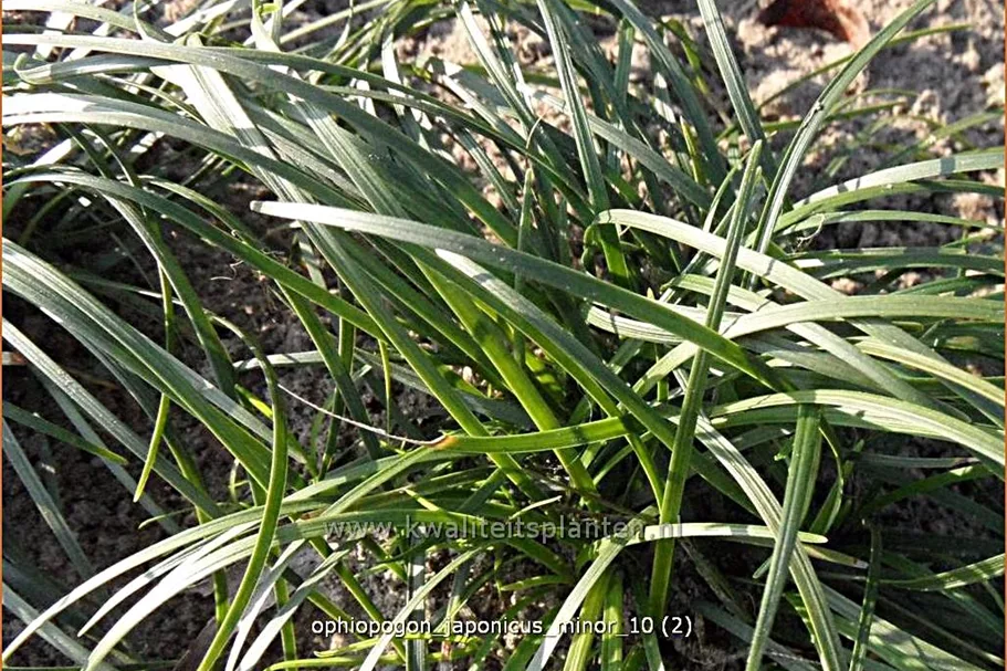 Ophiopogon japonicus 'Minor'