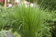 Panicum virgatum 'Northwind'