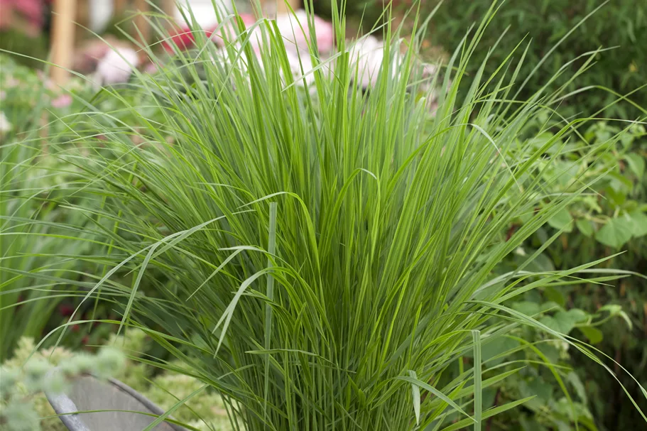 Panicum virgatum 'Northwind'