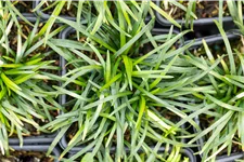 Ophiopogon japonicus 'Minor'