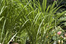 Panicum virgatum 'Northwind'