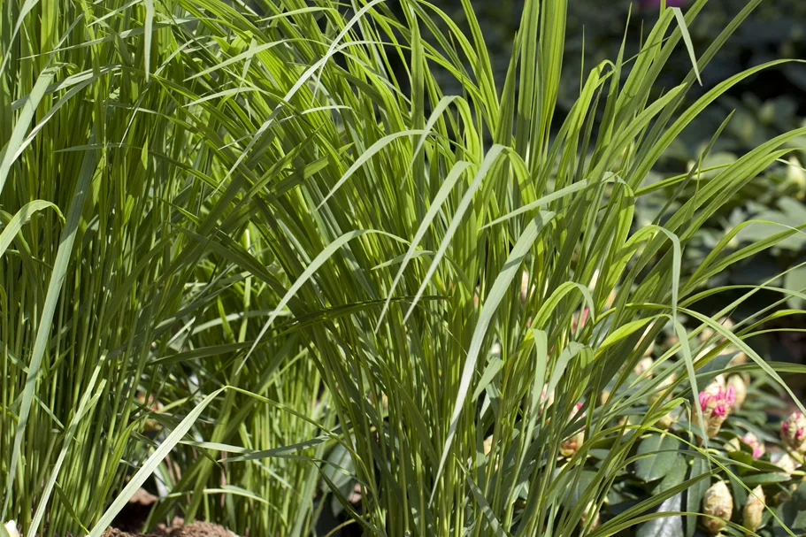 Panicum virgatum 'Northwind'