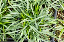 Ophiopogon japonicus 'Minor'