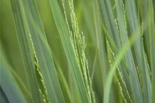 Panicum virgatum 'Northwind'