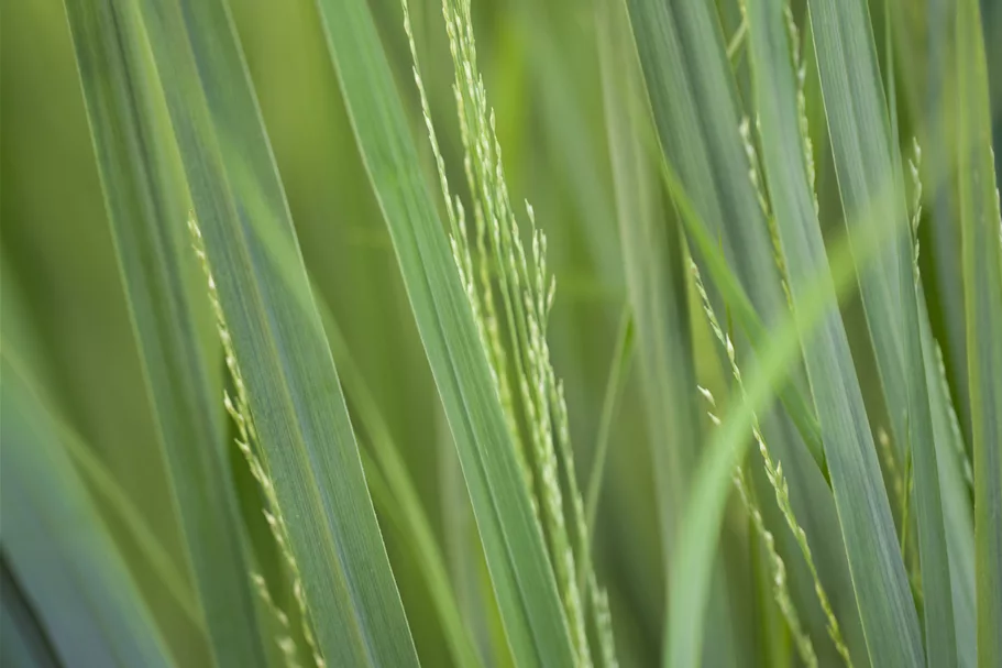 Panicum virgatum 'Northwind'