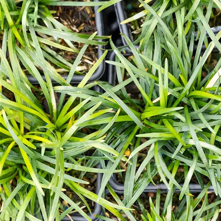 Ophiopogon japonicus 'Minor'