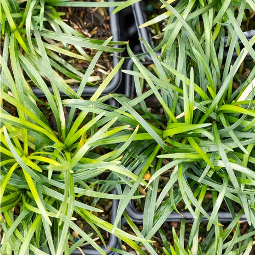 Ophiopogon japonicus 'Minor'