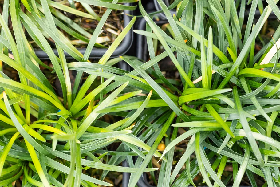 Ophiopogon japonicus 'Minor'