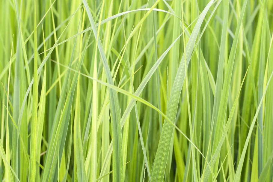 Panicum virgatum 'Northwind'