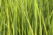 Panicum virgatum 'Northwind'