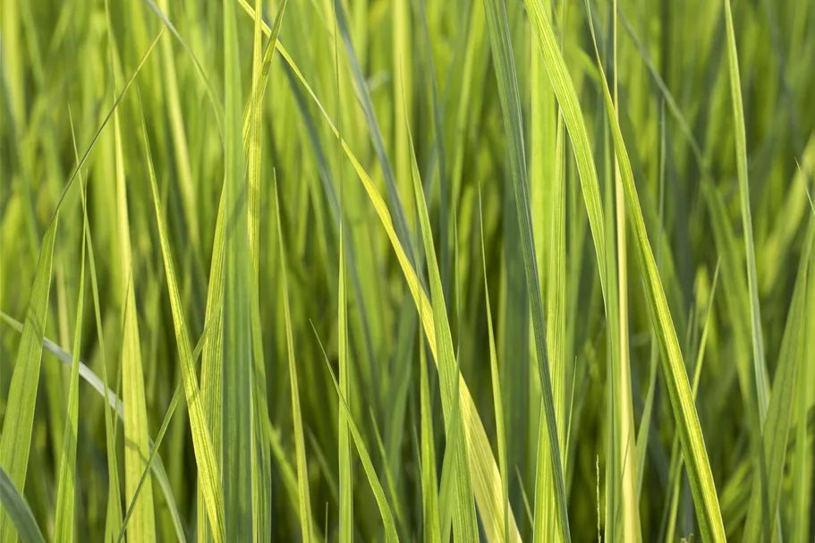 Panicum virgatum 'Northwind'