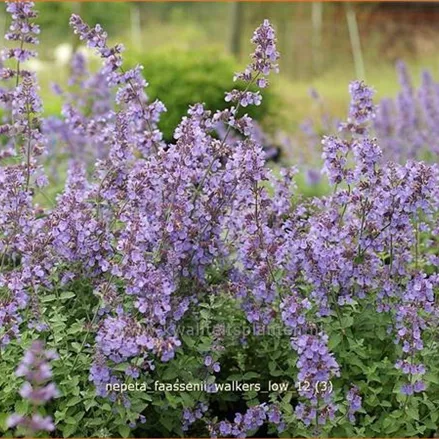 Nepeta faassenii 'Walker's Low'