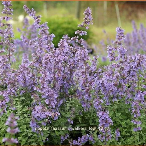 Nepeta faassenii 'Walker's Low'