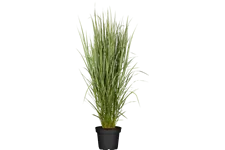 Panicum virgatum 'Northwind'