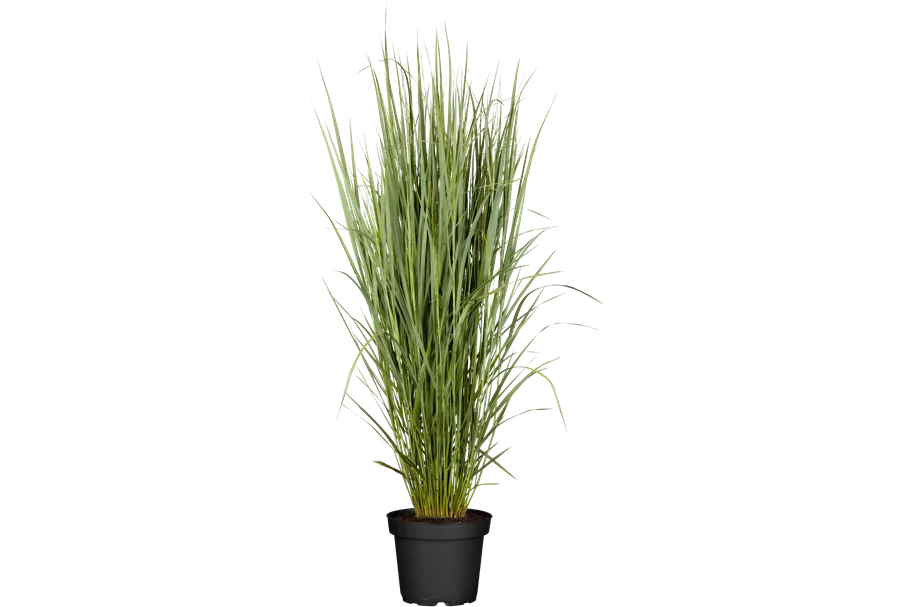 Panicum virgatum 'Northwind'