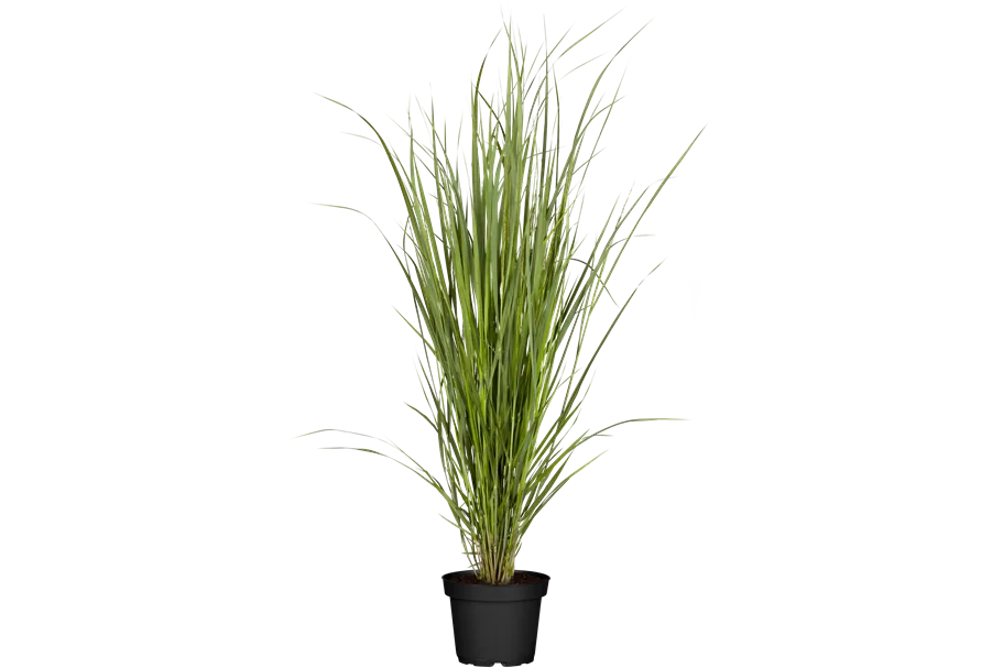 Panicum virgatum 'Northwind'