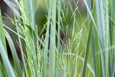 Panicum virgatum 'Northwind'