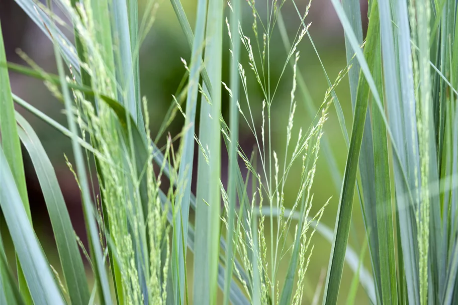 Panicum virgatum 'Northwind'