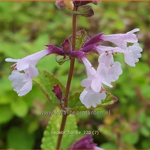 Nepeta 'Florina'